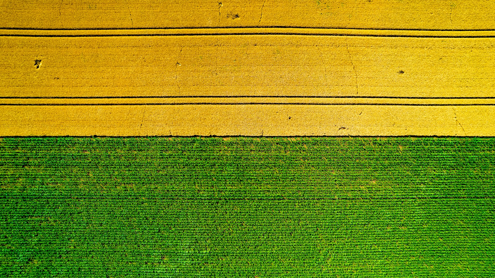 Campi coltivati: il contesto agricolo da preservare in un progetto agrivoltaico